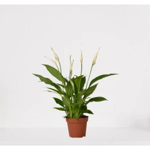 Spathiphyllum - witte kamerplant - luchtzuiverende lepelplant - ↕35-50cm - ⌀12 - in kwekerspot - vers uit de kwekerij