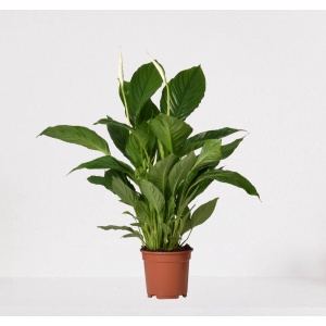 Spathiphyllum - witte kamerplant - luchtzuiverende lepelplant - ↕60-75cm - ⌀17 - in kwekerspot - vers uit de kwekerij
