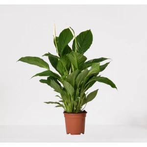 Spathiphyllum - witte kamerplant - luchtzuiverende lepelplant - ↕60-75cm - ⌀17 - in kwekerspot - vers uit de kwekerij
