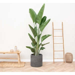 Strelitzia Augusta multi stam XXL hoogte 225cm potmaat 45cm