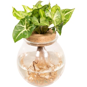 Syngonium Pixie - ⌀12cm - 30cm