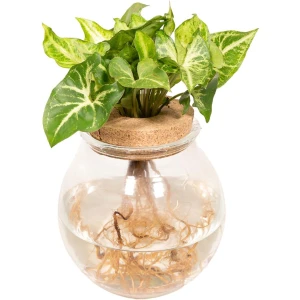 Syngonium Pixie - ⌀12cm - 30cm