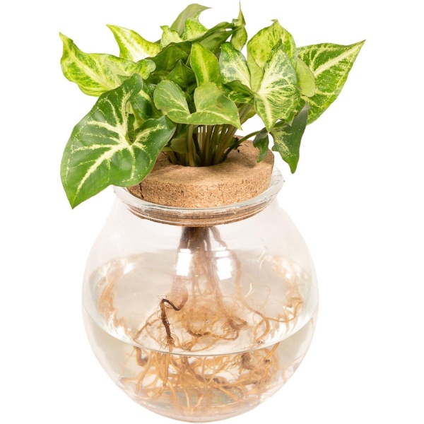 Syngonium Pixie - ⌀12cm - 30cm