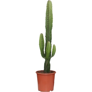 Trendyplants - Euphorbia Acrurensis - Cactus - Hoogte 40-60 cm - Potmaat ⌀17cm