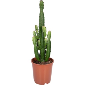 Trendyplants - Euphorbia Acrurensis - Cactus - Hoogte 50-70 cm - Potmaat ⌀24cm