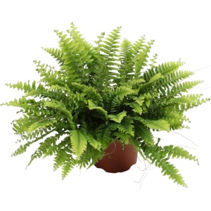 Trendyplants - Nephrolepis Boston Green Moment - Krulvaren - Kamerplant - Hoogte 15-35 cm - Potmaat ⌀12cm