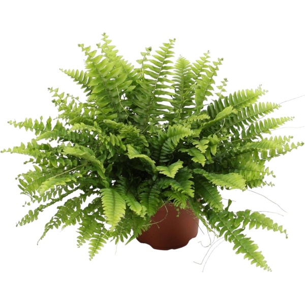 Trendyplants - Nephrolepis Boston Green Moment - Krulvaren - Kamerplant - Hoogte 15-35 cm - Potmaat ⌀12cm
