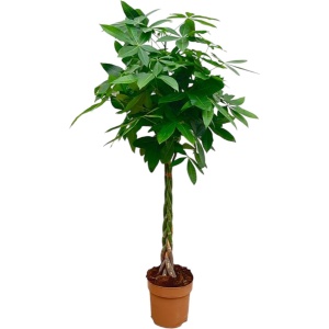 Trendyplants - Pachira Aquatica - Geldboom - Kamerplant - Hoogte 150-170 cm - Potmaat ⌀27cm