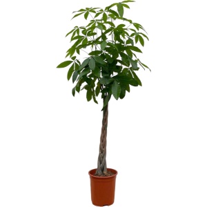 Trendyplants - Pachira Aquatica - Geldboom - Kamerplant - Hoogte 170-190 cm - Potmaat ⌀27cm