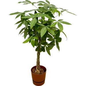 Trendyplants - Pachira Aquatica inclusief elho Greenville Round bruin - 160 cm - ⌀30cm
