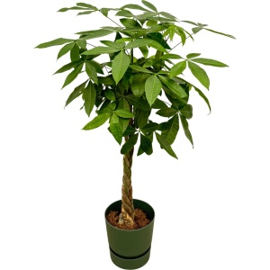 Trendyplants - Pachira Aquatica inclusief elho Greenville Round groen - 160 cm - ⌀30cm