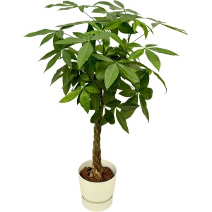 Trendyplants - Pachira Aquatica inclusief elho Greenville Round wit - 160 cm - ⌀30cm