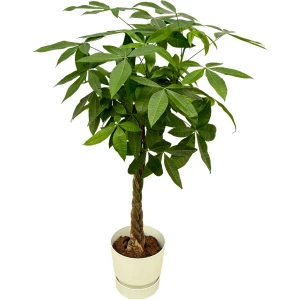 Trendyplants - Pachira Aquatica inclusief elho Greenville Round wit - 160 cm - ⌀30cm