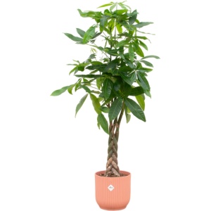 Trendyplants - Pachira Aquatica inclusief elho Vibes Fold Round roze - 160 cm - ⌀30cm
