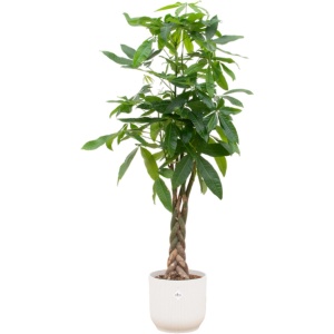 Trendyplants - Pachira Aquatica inclusief elho Vibes Fold Round wit - 160 cm - ⌀30cm