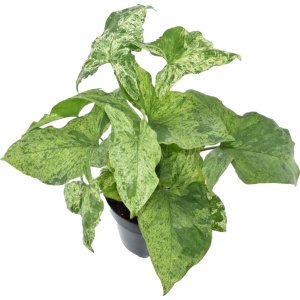 Trendyplants - Syngonium Mottled - Kamerplant - Hoogte 15-35 cm - Potmaat ⌀12cm