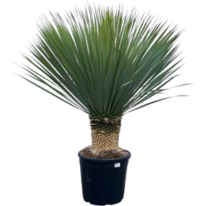 Trendyplants - Yucca Rostrata - Blue Baked Yucca - Winterhard - Hoogte 110-130 cm - Potmaat ⌀35cm