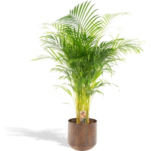 XXL Areca Palm met metalen pot bruin - Goudpalm, Dypsis Lutescens - 140cm hoog, ⌀24cm - Grote Kamerplant - Tropische palm - Luchtzuiverend - Vers van de kwekerij