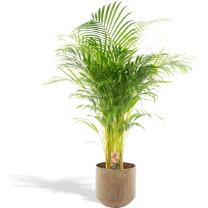 XXL Areca Palm met metalen pot groen - Goudpalm, Dypsis Lutescens - 140cm hoog, ⌀24cm - Grote Kamerplant - Tropische palm - Luchtzuiverend - Vers van de kwekerij
