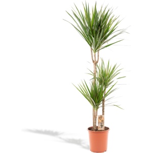 XXL Dracaena Marginata, Drakenbloedboom - 120cm hoog, ⌀21cm potmaat - Grote Kamerplant ,Tropische Palm - Vers van de Kwekerij, Luchtzuiverend, Makkelijke verzorging