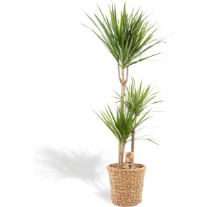 XXL Dracaena Marginata met mand - Drakenbloedboom - 120 cm hoog, ⌀21cm - Grote Kamerplant - Tropische palm - Luchtzuiverend - Vers van de kwekerij