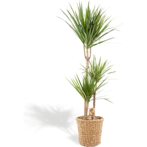 XXL Dracaena Marginata met mand - Drakenbloedboom - 120 cm hoog, ⌀21cm - Grote Kamerplant - Tropische palm - Luchtzuiverend - Vers van de kwekerij