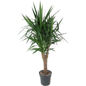 Yucca Elephantipe vertakt - 150 cm - ⌀31 -