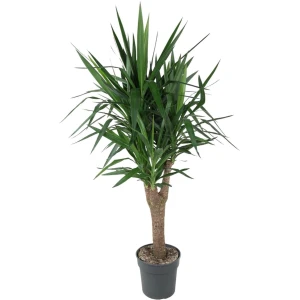 Yucca Elephantipe vertakt - 150 cm - ⌀31 -