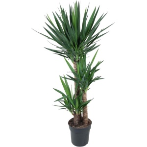 Yucca Elephantipes -