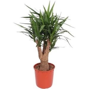 Yucca Elephantipes vertakt - 140 cm - ⌀34