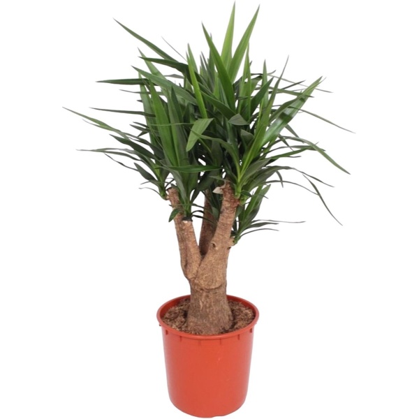 Yucca Elephantipes vertakt - 140 cm - ⌀34