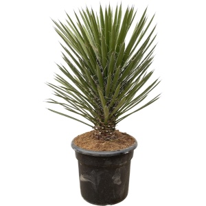 Yucca Filifera Australis - 100cm - ⌀30