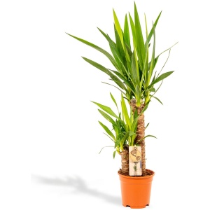 Yucca - Palmlelie - 90 cm hoog, ⌀17cm - Makkelijke kamerplant - Tropische palm - Luchtzuiverend - Vers van de kwekerij