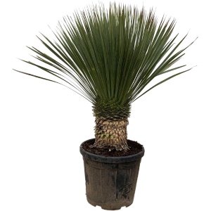 Yucca Rostrata - 120cm- ⌀35 -