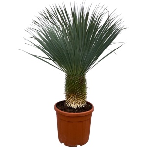 Yucca Rostrata - 160 cm - ⌀50cm