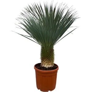 Yucca Rostrata - 160 cm - ⌀50cm