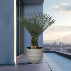 Yucca Rostrata - 190cm