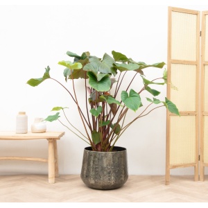homalomena-rubescens-maggy-120cm