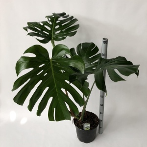 monstera plant