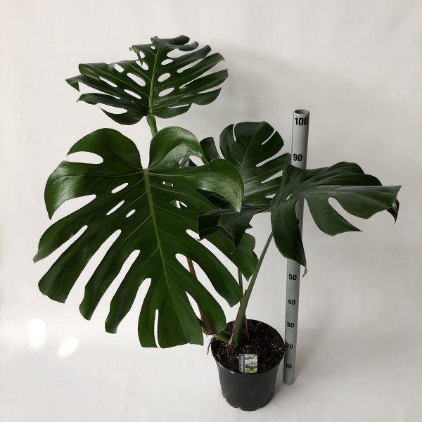 monstera plant