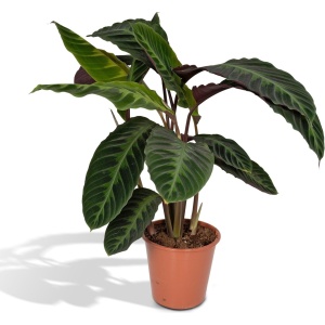 Calathea Warscewiczii - ⌀19 - 70cm - Pauwenplant