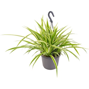 Graslelie in Hangpot per stuk | Chlorophytum 'Variegatum' - Kamerplant ⌀18 cm - 40-45 cm