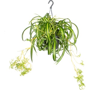 Graslelie in hangpot | Chlorophytum 'Green Bonnie' per stuk - Kamerplant ⌀17 cm - 20 cm