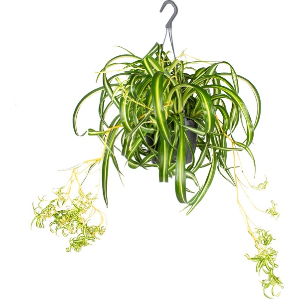 Graslelie in hangpot | Chlorophytum 'Green Bonnie' per stuk - Kamerplant ⌀17 cm - 20 cm