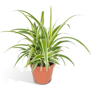 Hello Plants Chlorophytum Graslelie - ⌀ 12 cm - Hoogte: 25cm - Kamerplant Grasplant