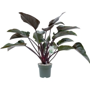 Philodendron Red Beauty 90cm hoog met watermeter ⌀27cm