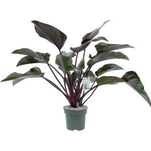 Philodendron Red Beauty 90cm hoog met watermeter ⌀27cm
