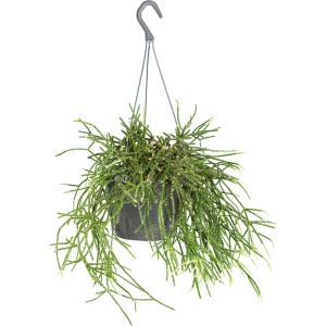Rhipsalis 'Pilocarpa' -Koraalcactus in hangpot - Pot 17 - Hoogte 20 cm