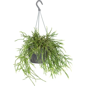 Rhipsalis 'Pilocarpa' -Koraalcactus in hangpot - Pot 17 - Hoogte 20 cm